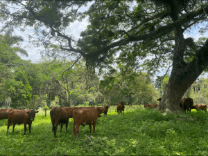 explotación mixta pequeña